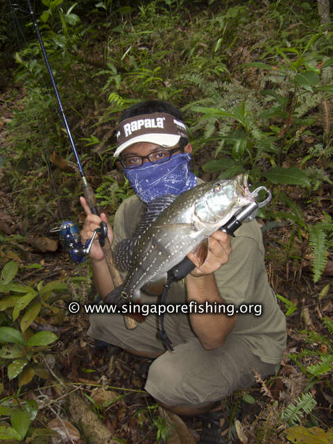 Cichla Temensis Cichla Temensis