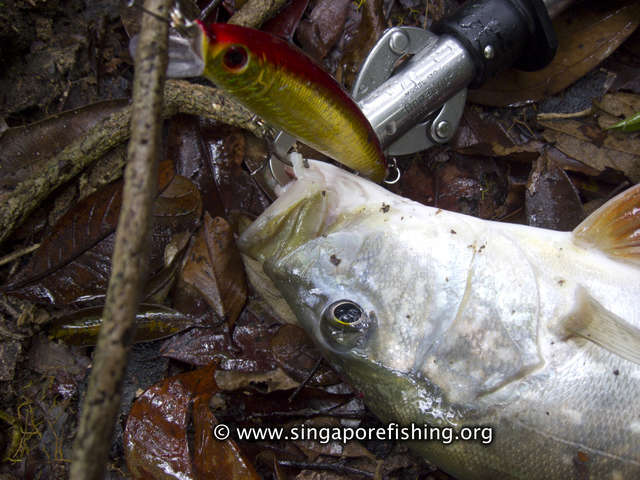 Cichla Temensis Cichla Temensis