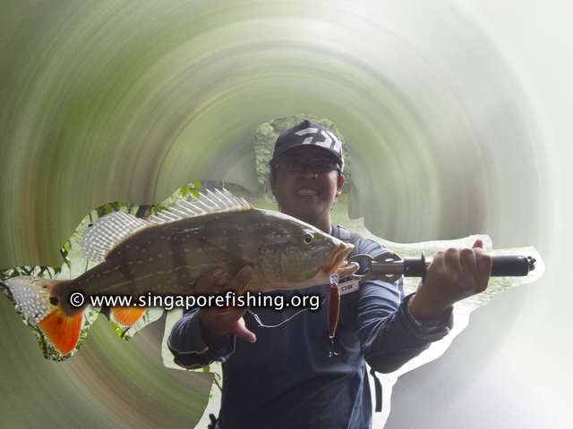 2.2Kg Cichla Temensis 2.2Kg Cichla Temensis