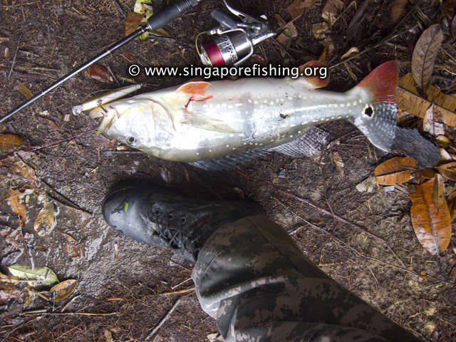 Cichla Temensis Cichla Temensis