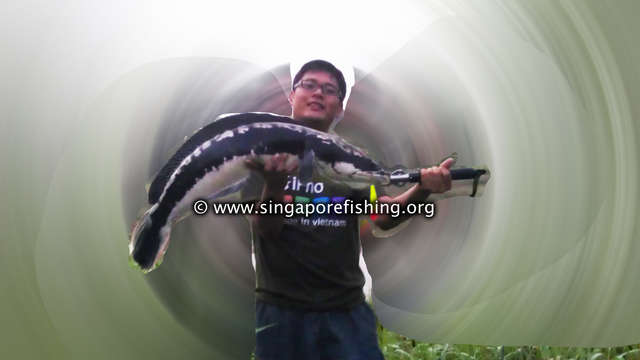 18lb Toman 18lb Toman