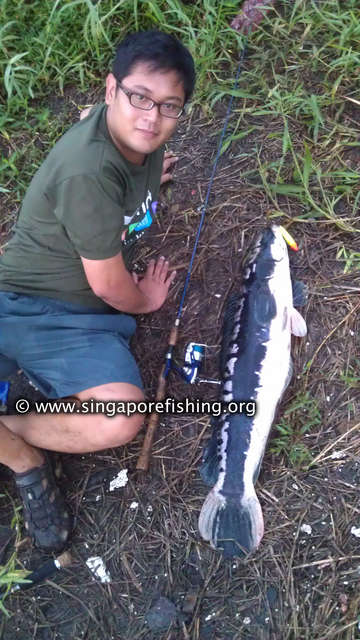 18lb Toman 18lb Toman