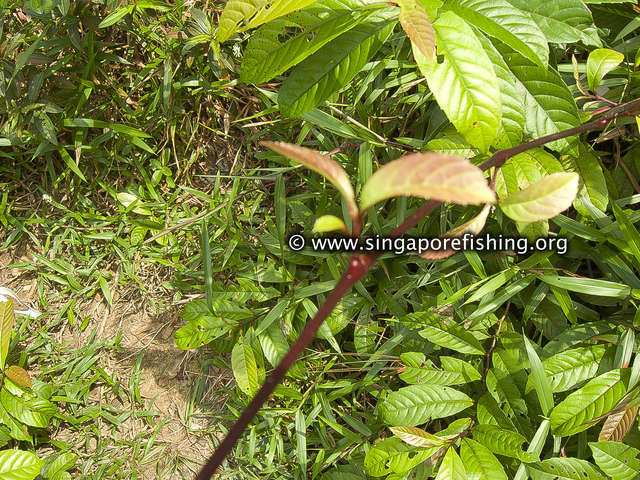 The soft vine that scratched me