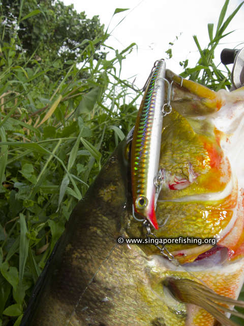 4.5lb Peacock Bass and $10 Sasuke Clone 4.5lb Peacock Bass and $10 Sasuke Clone