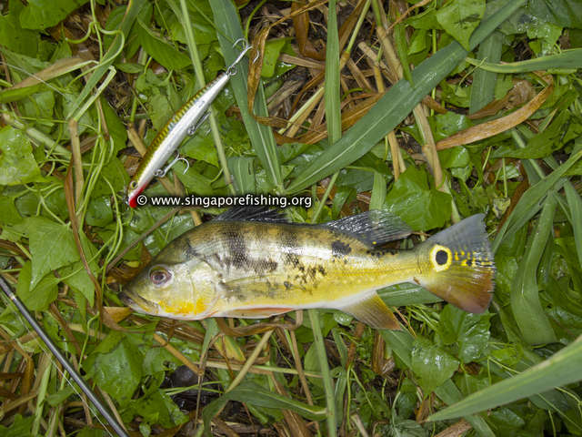 Peacock Bass Peacock Bass