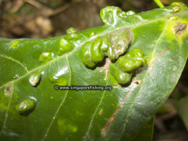 CRW_1088_edited_edited