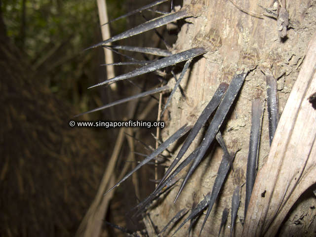 CRW_1089_edited_edited