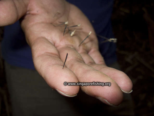 CRW_1111_edited_edited