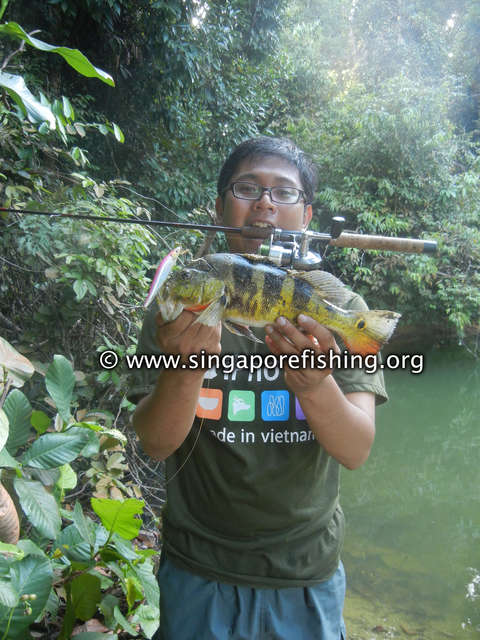 Nigel with pb, Cichlas ocellaris Nigel with pb, Cichlas ocellaris