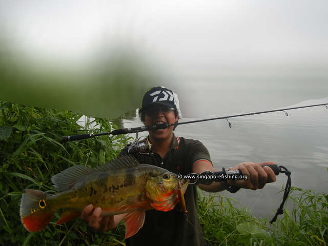4.5lb Peacock Bass 4.5lb Peacock Bass