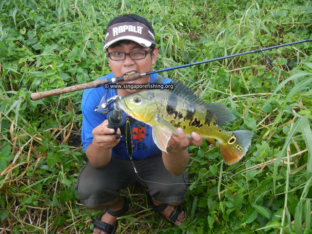 Peacock Bass Peacock Bass