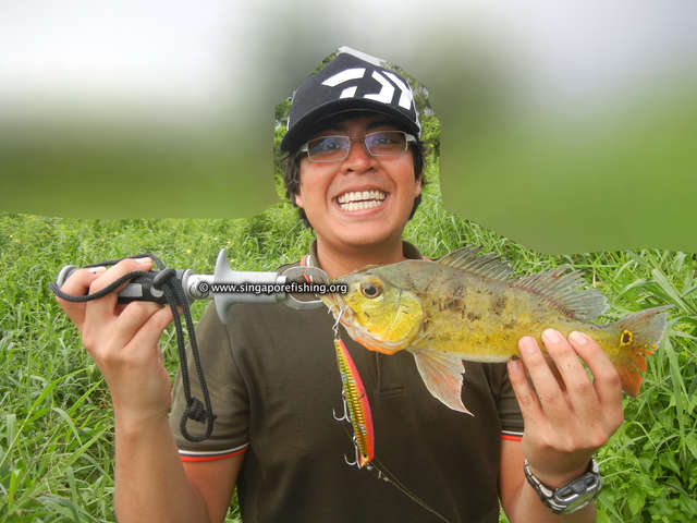 Peacock Bass Peacock Bass