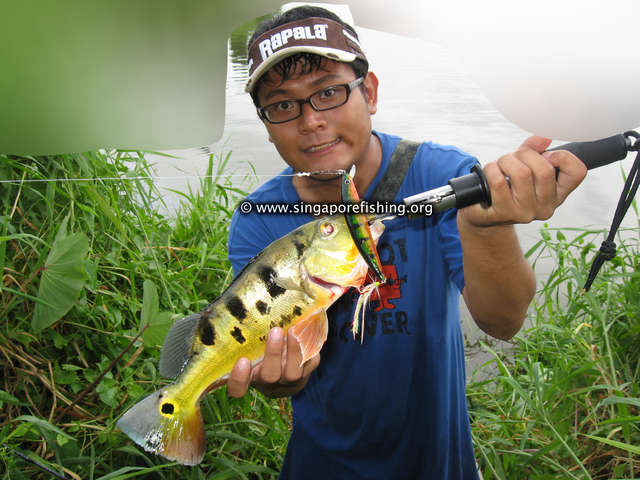 Peacock Bass Peacock Bass