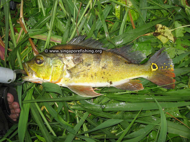 Peacock Bass Peacock Bass