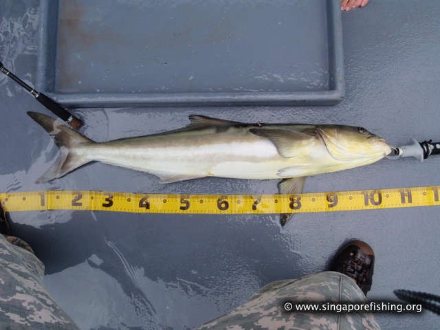 P3100014_edited_edited