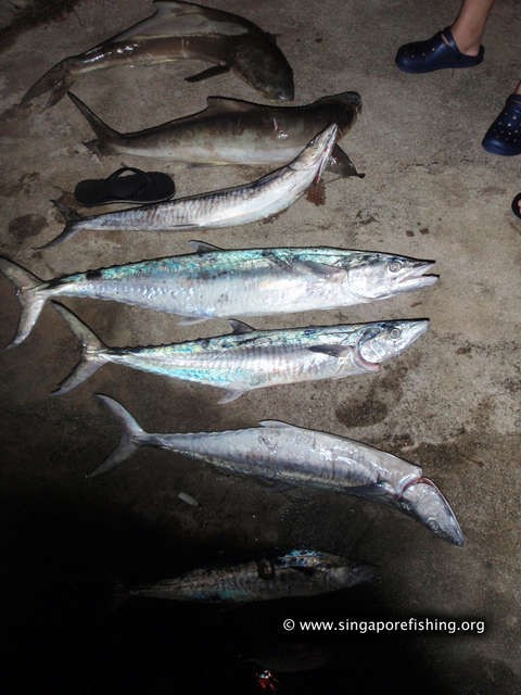 P3100062_edited_edited